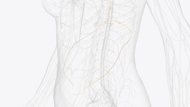 istock The thoracic spinal nerve 11 (T11) is a spinal nerve of the thoracic segment 2020287372