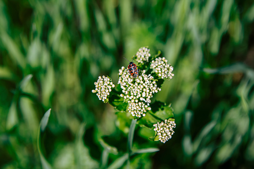 Closeup firebug -  Pyrrhocoris apterus – on a buds of white flower on the beautiful spring meadow