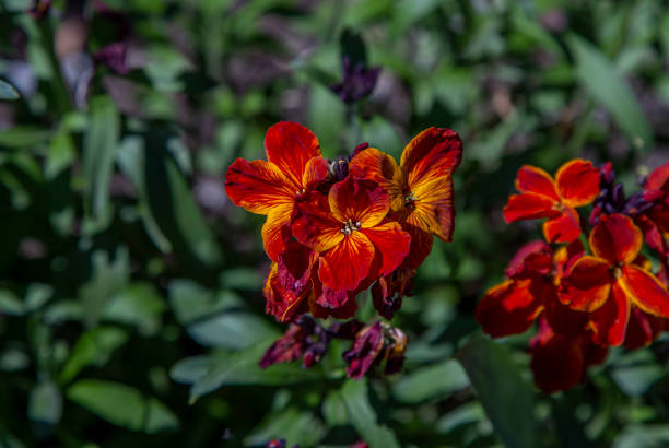 Blooming Erysimum cheiri,  Cheiranthus cheiri, the wallflower Blooming Erysimum cheiri,  Cheiranthus cheiri, the wallflower with bright red, orange and yellow petals growing in the garden cheiranthus cheiri stock pictures, royalty-free photos & images