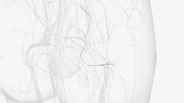 istock Right inferior gluteal nerve L5 S1 S2 2020290036