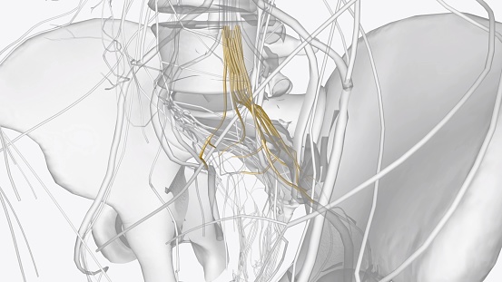 The sacral plexus is a network of nerve fibres that supplies the skin and muscles of the pelvis and lower limb 3d illustration