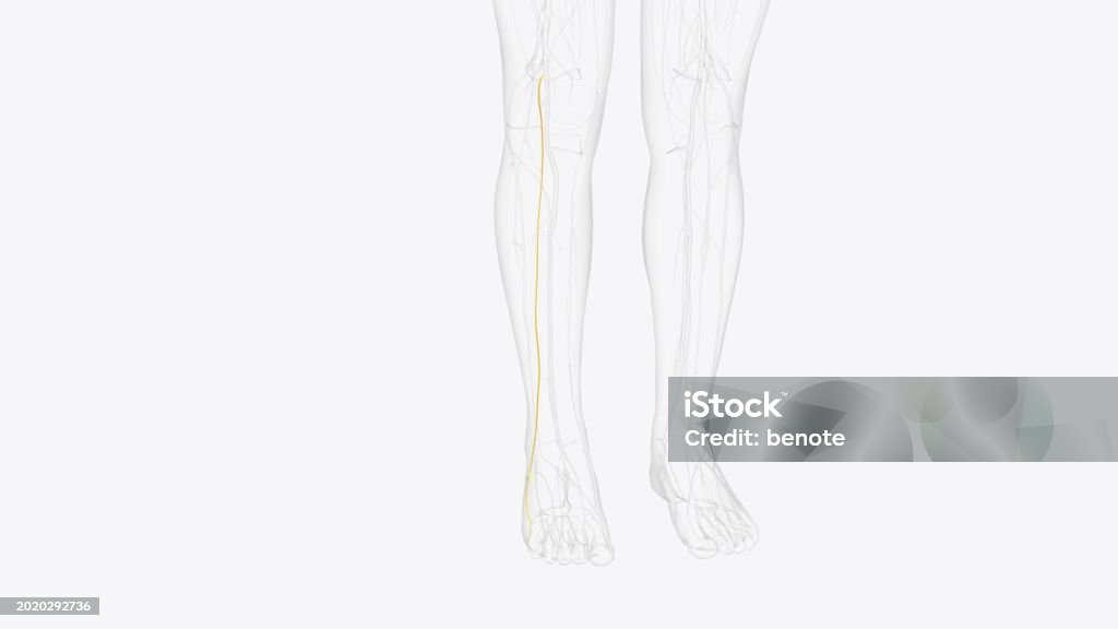 Sural Innervation Sural Nerve And Terminal Branches Stock Photo - Download Image Now ...