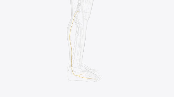 sural nerve and terminal branches 3d illustration