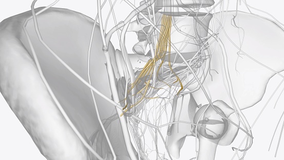 The sacral plexus is a network of nerve fibres that supplies the skin and muscles of the pelvis and lower limb 3d illustration