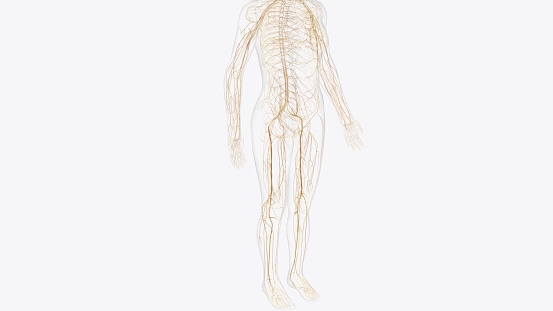 The somatic nervous system (SNS) includes all nerves that run to and from the spinal cord 3d illustration