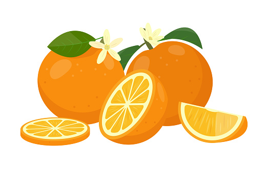 Fresh juicy oranges fruit. Whole orange, cut oranges, slices and leaves. Organic fruits for lemonade juice or vitamin C healthy food. Vector illustration isolated on white background.