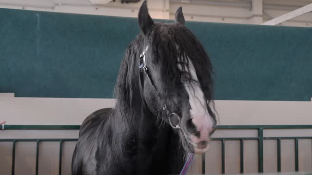 Portrait of black horse eating hay at agricultural animal exhibition - close up