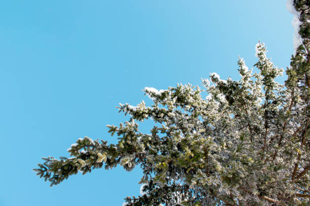 Snow Covered Trees on Mountain Ridge in Winter - Scenic nature scene in the near alpine zone with fresh snow coating trees at tree line. Mountain winter landscape scenic view.