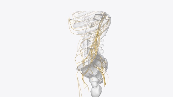 The somatic nervous system (SNS) includes all nerves that run to and from the spinal cord 3d illustration