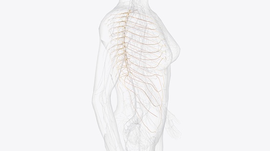 The thoracic spine has 12 nerve roots (T1 to T12) on each side of the spine that branch from the spinal cord and control motor and sensory signals mostly 3d illustration