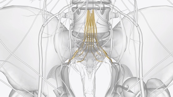 The sacral plexus is a network of nerve fibres that supplies the skin and muscles of the pelvis and lower limb 3d illustration