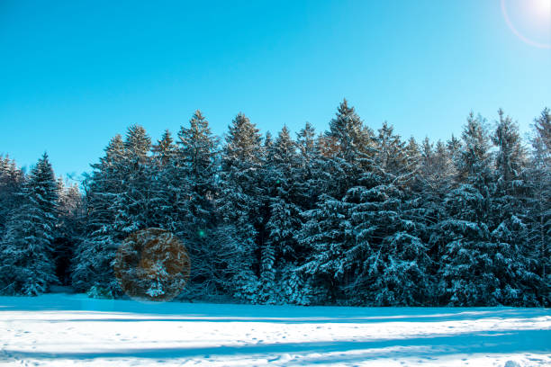 Winter background. On a beautiful winter day, snow-covered trees against the blue sky.