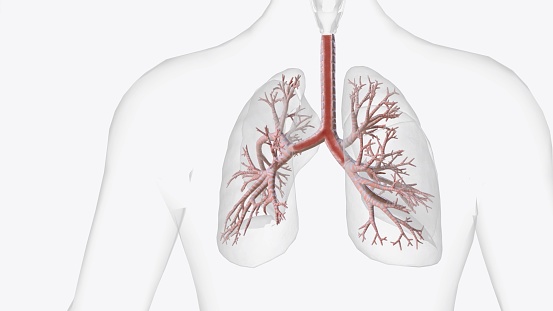 The tracheobronchial tree is composed of tubular structures of varying sizes that conduct air and secretions 3d illustration