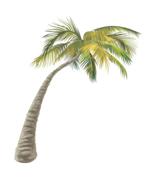 Vector illustration of Palm tree isolated on white background