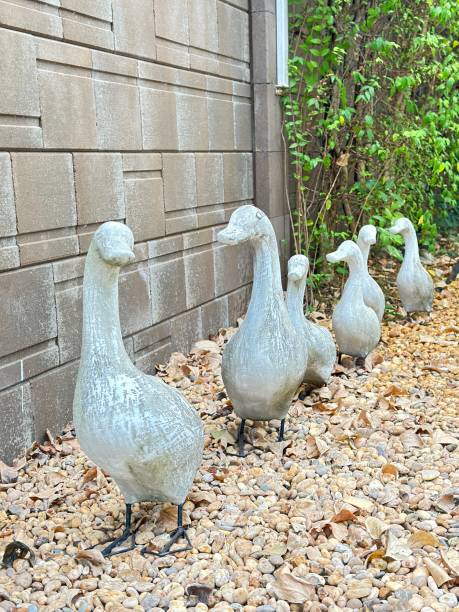 istock family of ducks 2020308412
