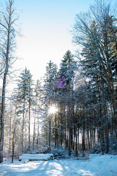 Winter scene, snowfall in the forest. On a beautiful winter day, the snow-covered forest glistened under the blue sky.