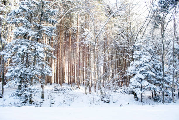 Winter scene, snowfall in the forest. On a beautiful winter day, the snow-covered forest glistened under the blue sky.