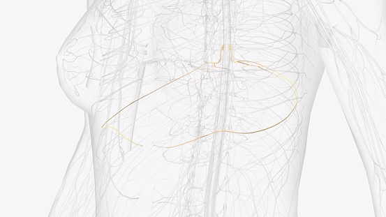 T6, T7, T8 provide the nerve network for some of the chest and abdomen, and belt-like dermatomes around the middle of the abdomen 3d illustration