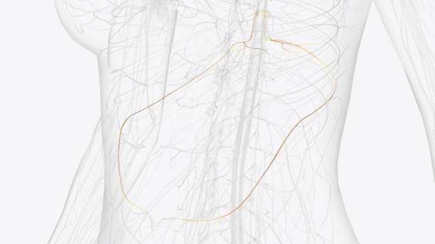 istock The thoracic spinal nerve 10 (T10) is a spinal nerve of the thoracic segment 2020320044