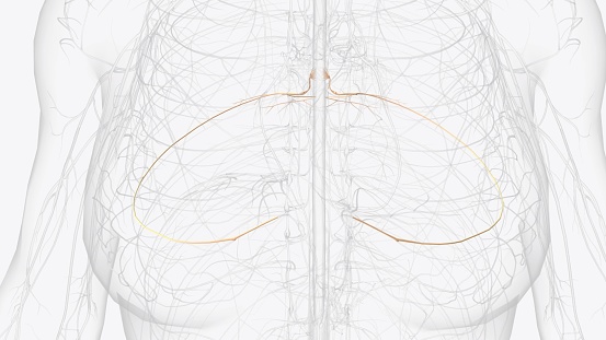 The spinal nerves spring from the medulla spinalis, and are transmitted through the intervertebral foramina 3d illustration