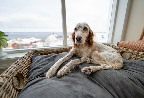 English Setter relaxing in her dog bed  in an elegant home by the Oslo Fjord.
