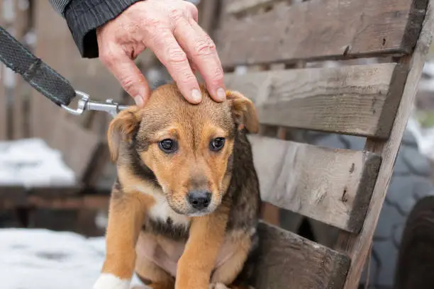 Photo of Frightened puppy on a walk.A homeless frightened puppy from an animal shelter walks on a leash for the first time.Socialization and safe walking of dogs from a shelter.