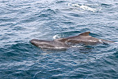Two adult pilot whales (Globicephala melas) contrast against the textured azure waves, in the crisp, clear waters near Andenes, Norway