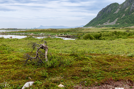 Twisted, weathered tree stands out in a lush, green Arctic marshland, with a majestic mountain range and calm water under a hazy sky