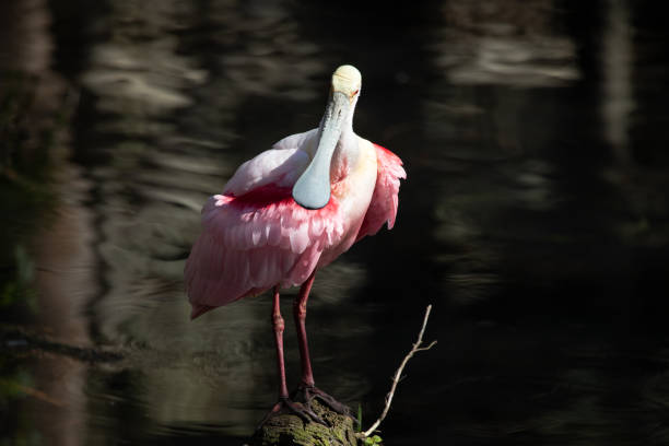istock Roseate Spoonbill standing at the water's edge 2020352722
