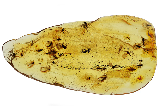 Baltic amber with 30 gnats (Sciaridae) isolated on white background