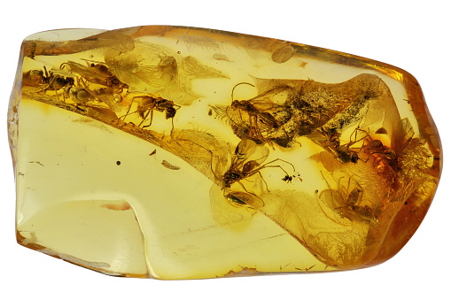 Baltic amber with 9 winged ants (formicidae) isolated on white background