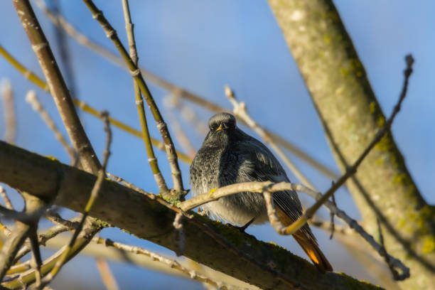 The Black Redstart is a small passerine bird with dark and discreet plumage, frequently found in a human environment.
