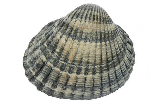 common cockle (Cerastoderma edule) from the Vlissingen, Netherlands isolated on white background