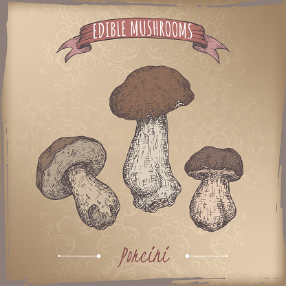 Boletus edulis aka porcini mushroom color sketch on vintage background. Edible mushrooms series. Great for cooking, traditional medicine, gardening.