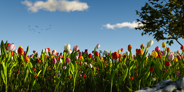 tulip field with various type and color - 3D Illustration