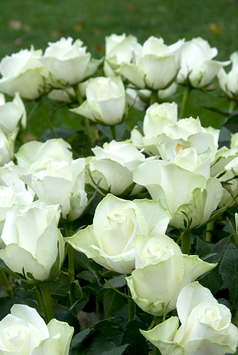 Beautiful blooming White Eden rose flower set against black background
