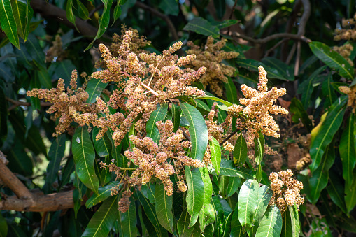Close up of Mango flowers in a farm, A branch of inflorescence mango flowers