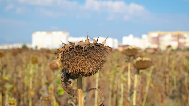 Climate change at sunflowers ripening.