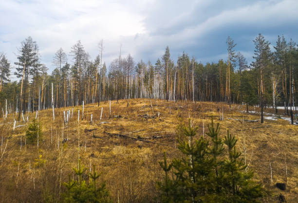 istock Birch forest in early spring. Early spring forest. Early spring forest. the first warm days 2020433571