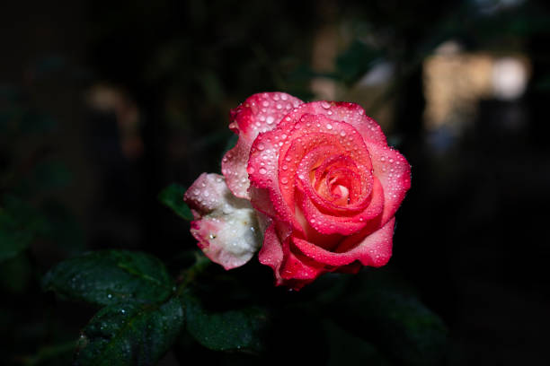 Pink Rose flower with raindrops on black background