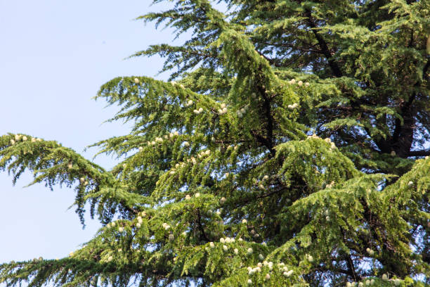 istock Green coniferous plant in nature as a background 2020439575