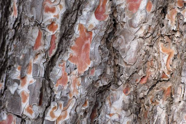 Background of tree bark. stock photo