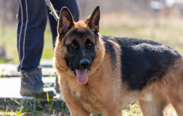 istock German shepherd dog on a walk with its master in the park 2020444402