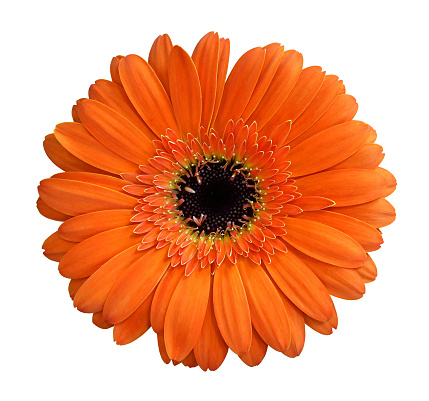 Blooming orange gerbera flower isolated on white background