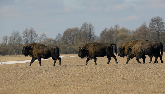 The stunning image captures the grandeur of a herd of wild bison as they forage through the winter yellow meadow, creating a striking contrast against the snowy backdrop.