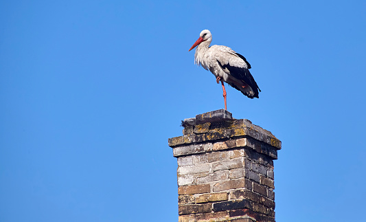 A stork sits on the roof of an old house. Selects a place to build a nest.