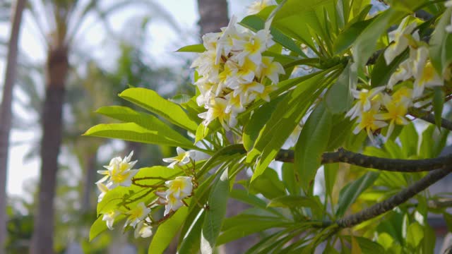 Yellow and white blossoms on a shrub with green leaves in 4k slow motion 120fps