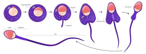 Vector illustration of Stages in spermiogenesis vector. Spermatozoon. Development of sperm. Spermatogenesis.