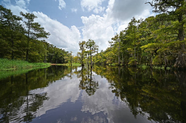 istock Kayaking Fisheating Creek under sunny summer cloudscape. 2020480200