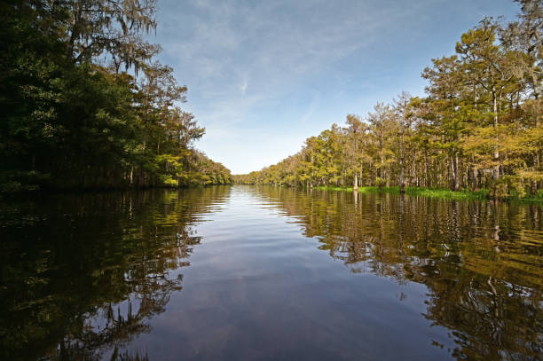 istock Kayaking Fisheating Creek under sunny summer cloudscape. 2020480217